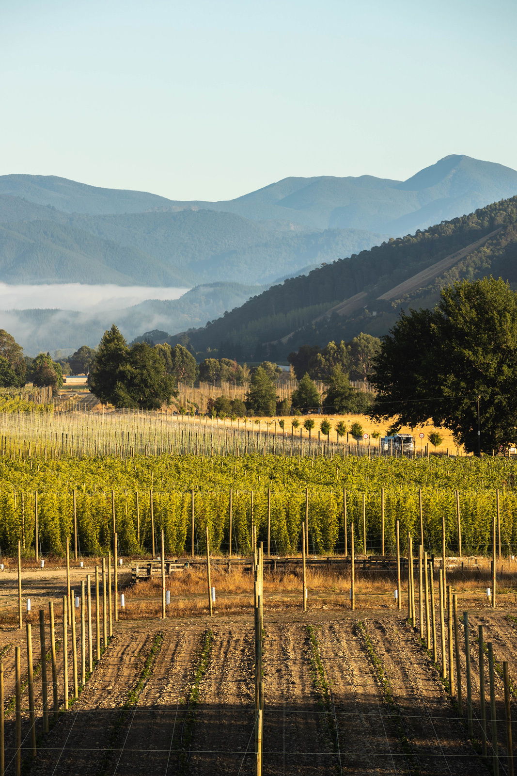 Over The Fence Goldpine