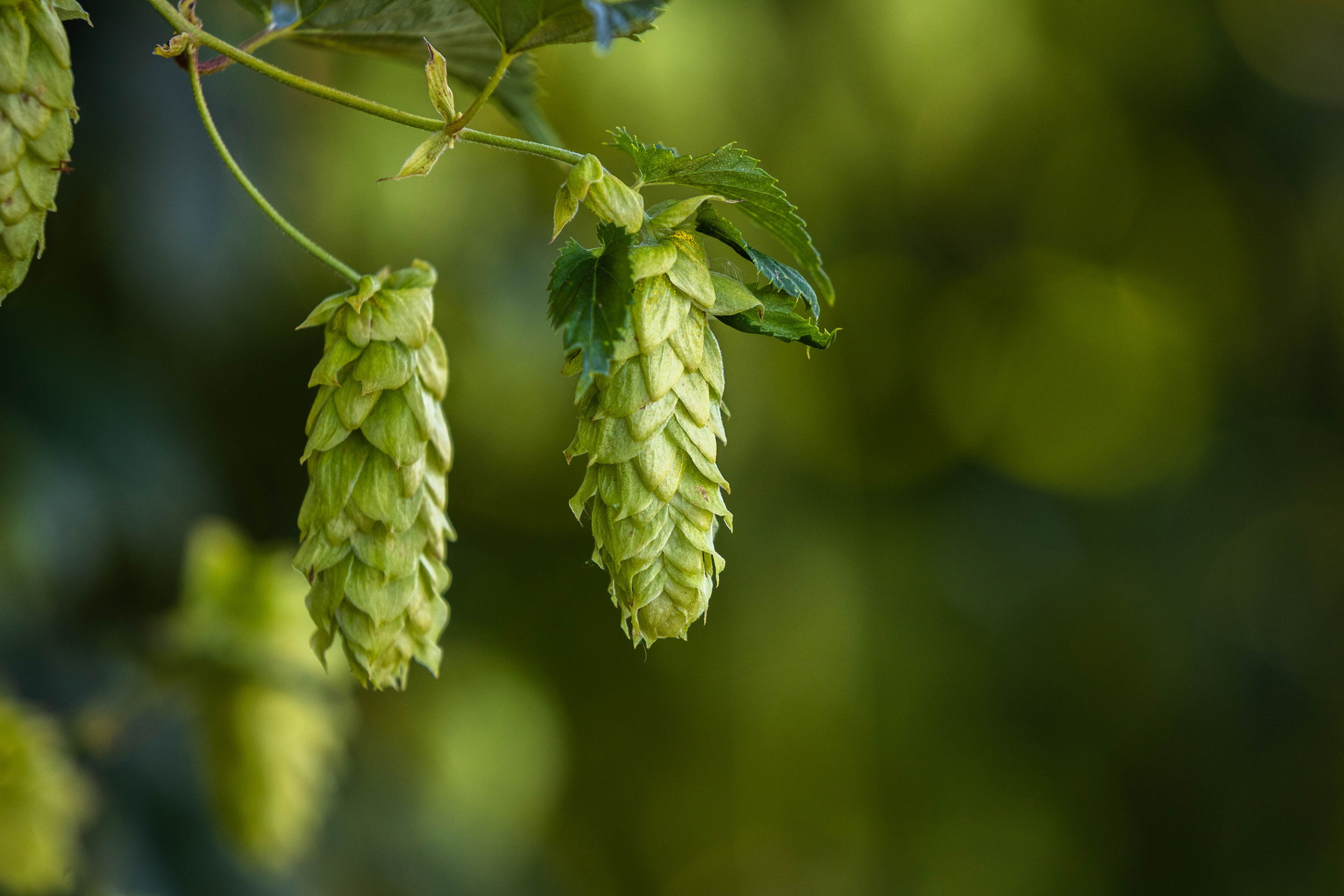 Over The Fence Goldpine